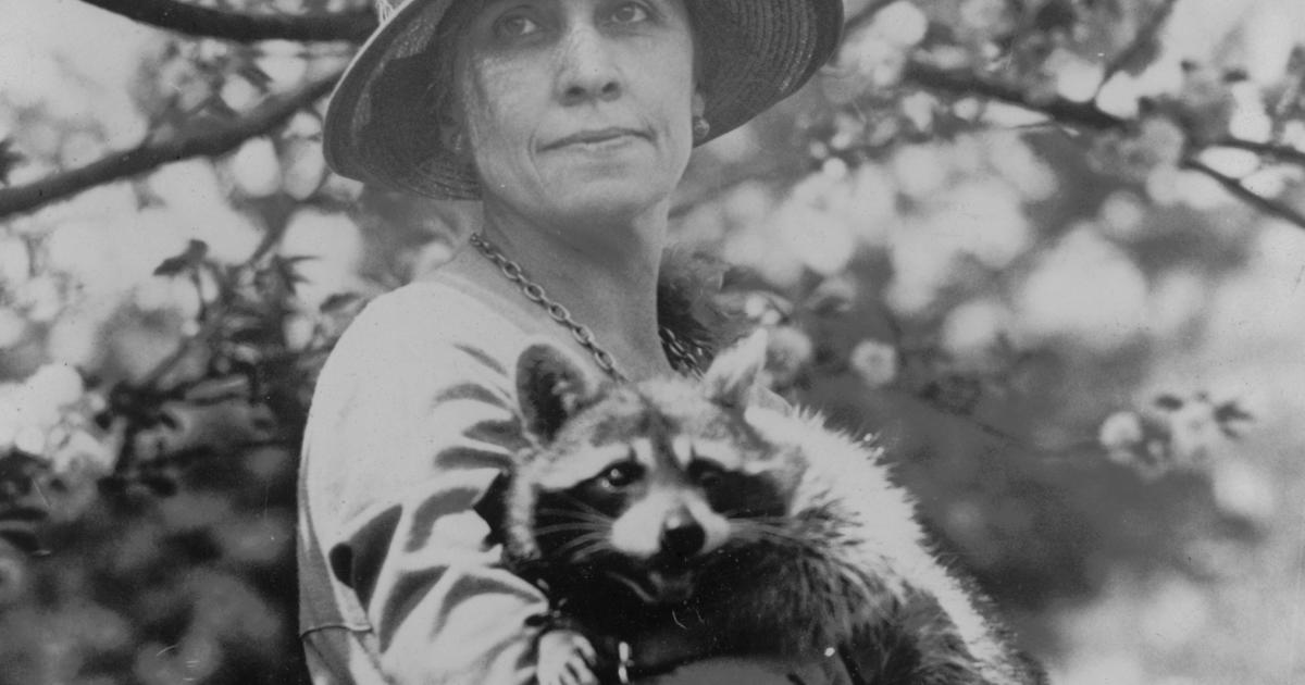 Presidential pets: Calvin Coolidge’s White House raccoon