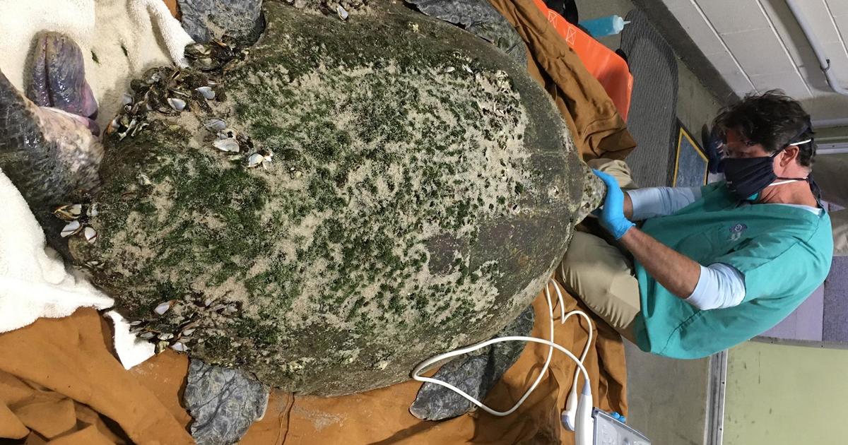 350-pound loggerhead among 150 turtles rescued in Cape Cod