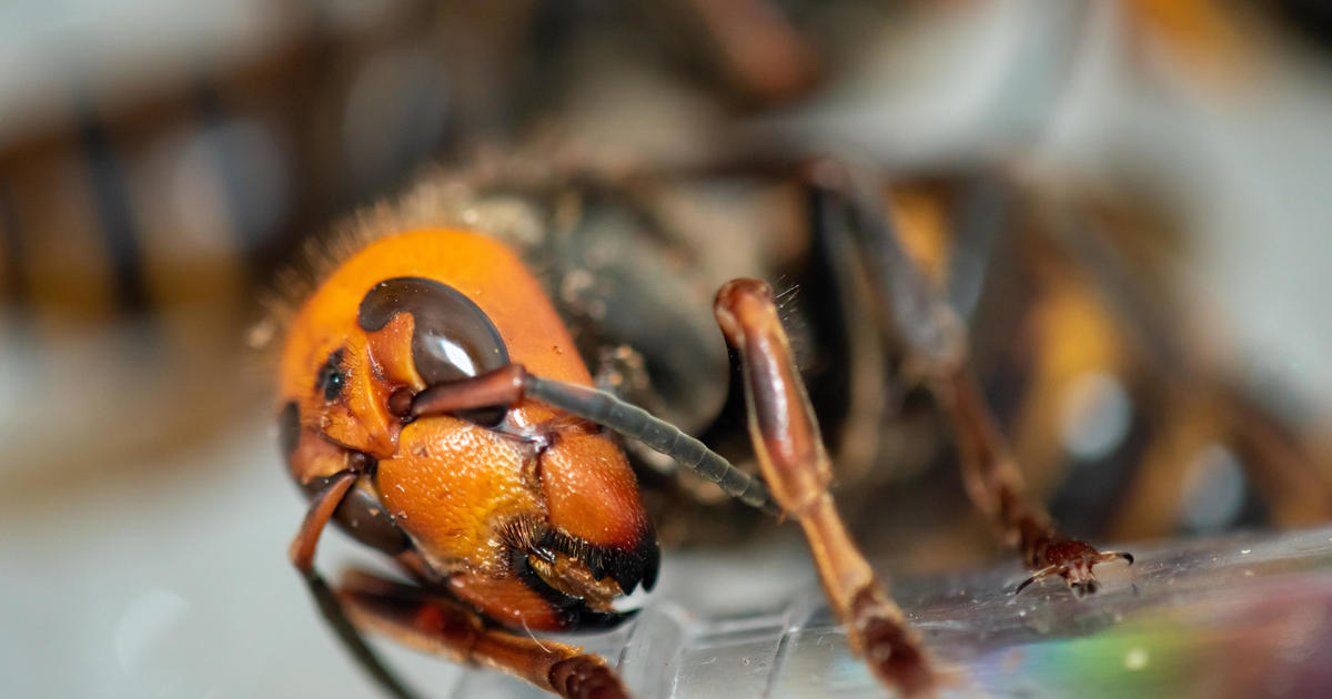 Scientists capture two murder hornet queens after destroying nest