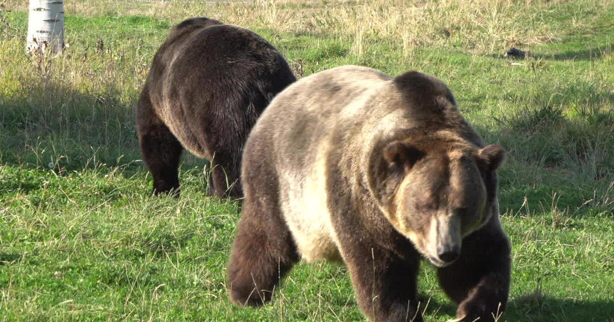 What can the hibernation of bears teach humans?