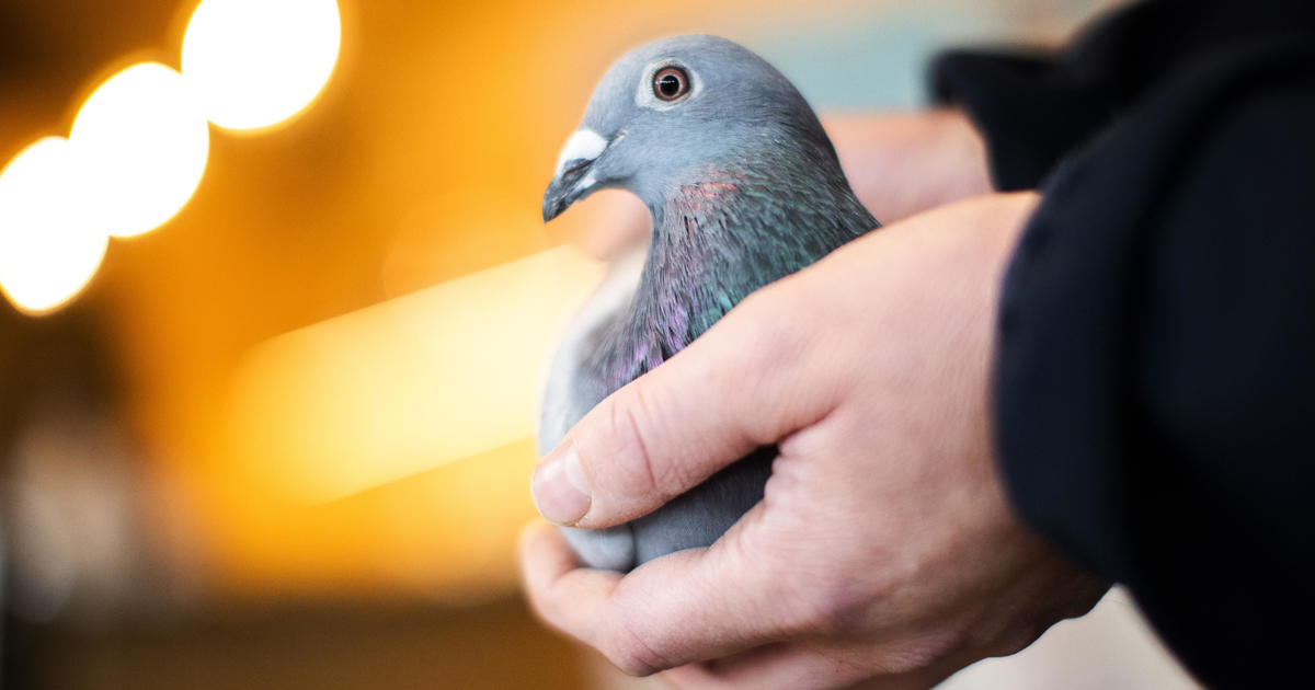 Racing pigeon sells for record $1.9 million after bidding war