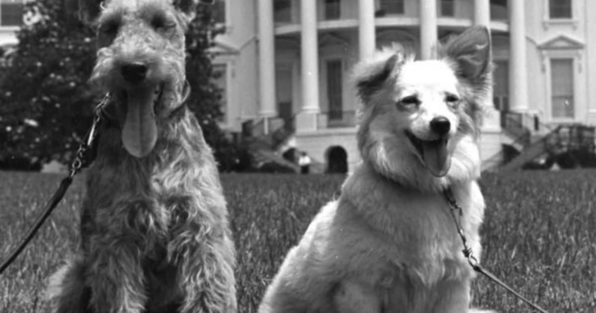 Presidential pets: JFK’s canine détente