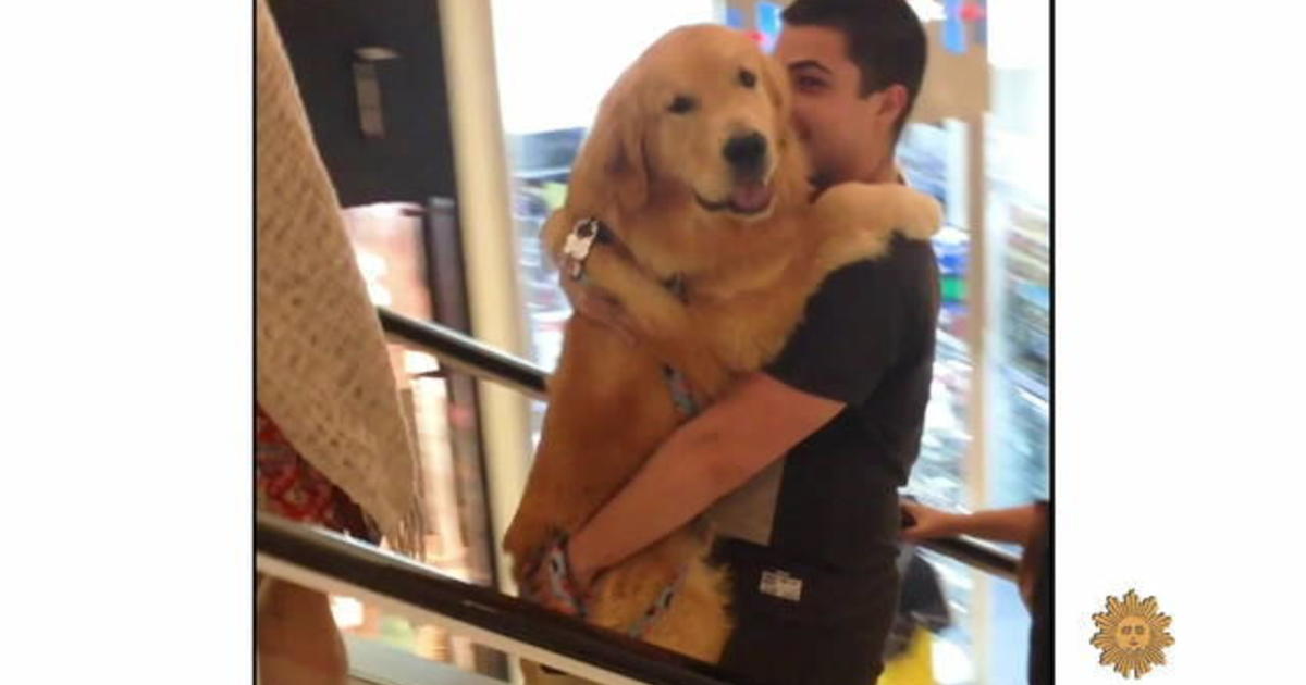 Viral pet videos that melt hearts