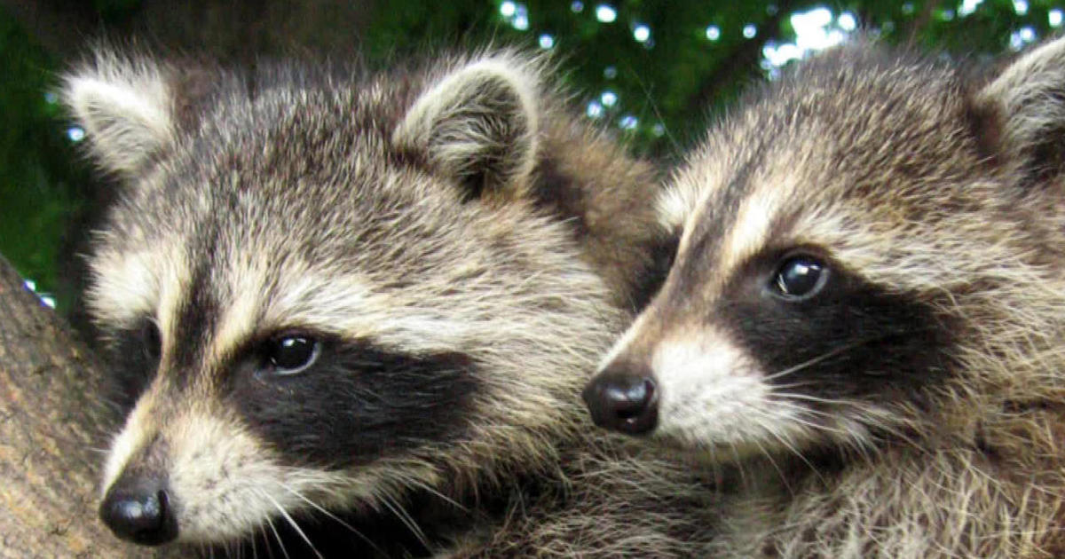 Are we making raccoons smarter?