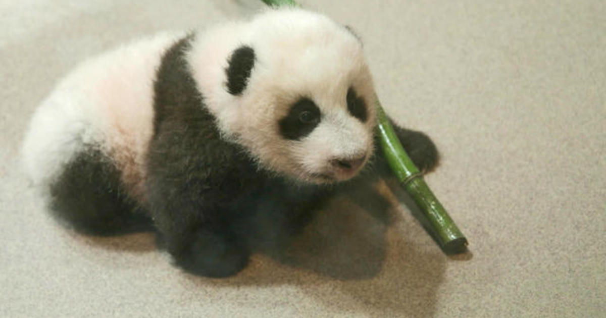 Meet Xiao Qi Ji, the Smithsonian National Zoo’s star panda cub