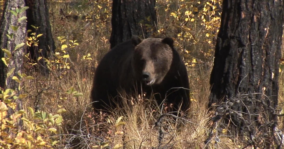 Grizzly bear killed after “surprise” attack on father and son