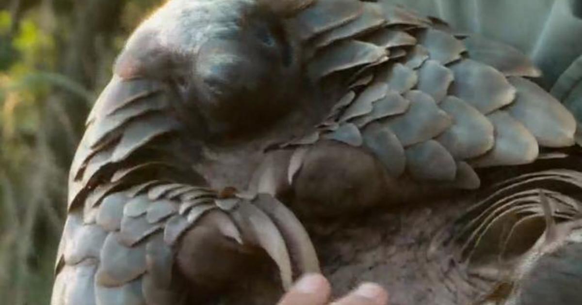 Endangered pangolins poached for their scales could hold answers to help cure coronavirus in humans