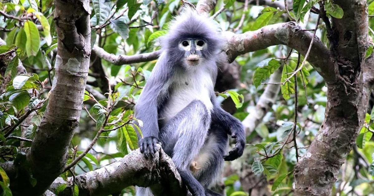 Newly discovered endangered primate is “already facing extinction”