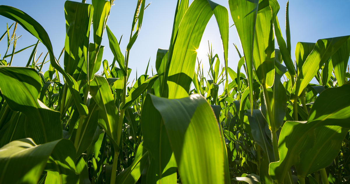 College students work to reduce food waste and feed hungry families