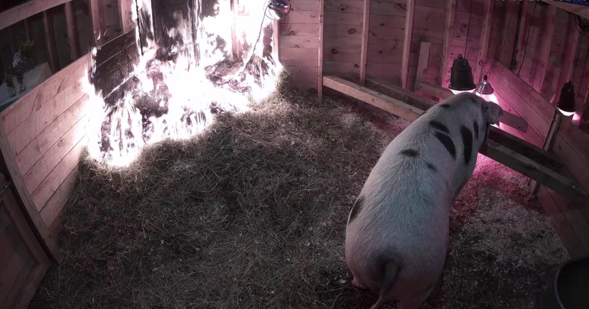 Pig rescued from barn fire after woman sees it on livestream