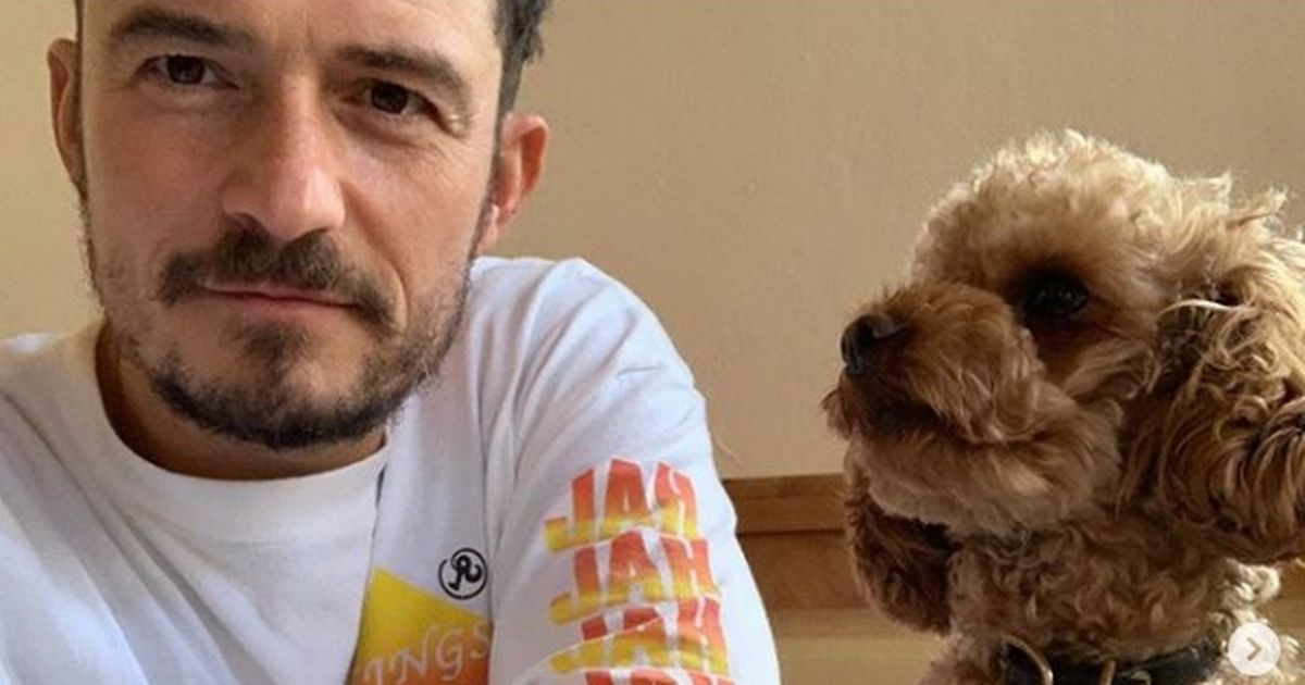 Topless Orlando Bloom cuddles new dog after beloved pooch Mighty was found dead