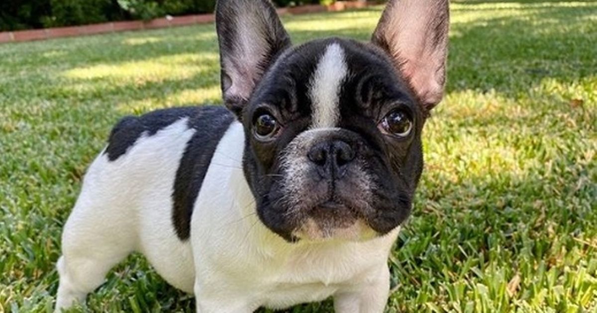 Reese Witherspoon introduces new puppy Minnie weeks after beloved dog’s death