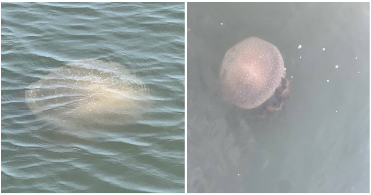 Jellyfish that can grow to size of beach balls seen in Carolinas