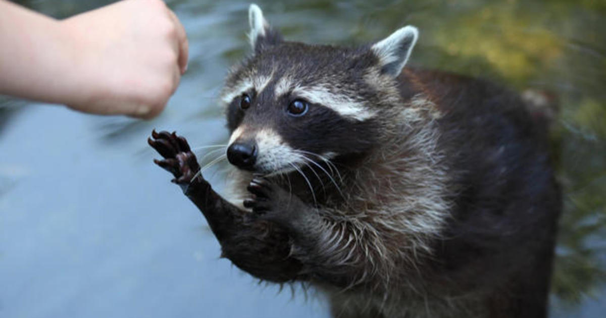 Are we making raccoons smarter?