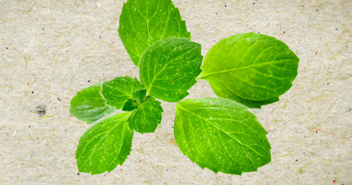 Extracting the essence of mint