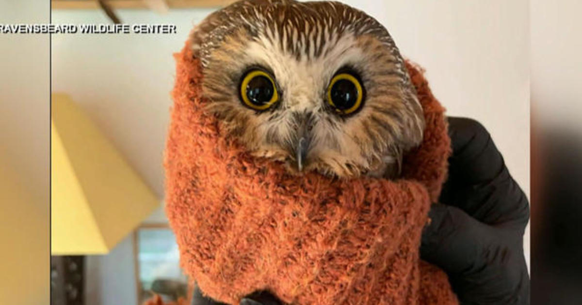 Displaced owl found in Rockefeller Christmas could take flight as soon as Monday