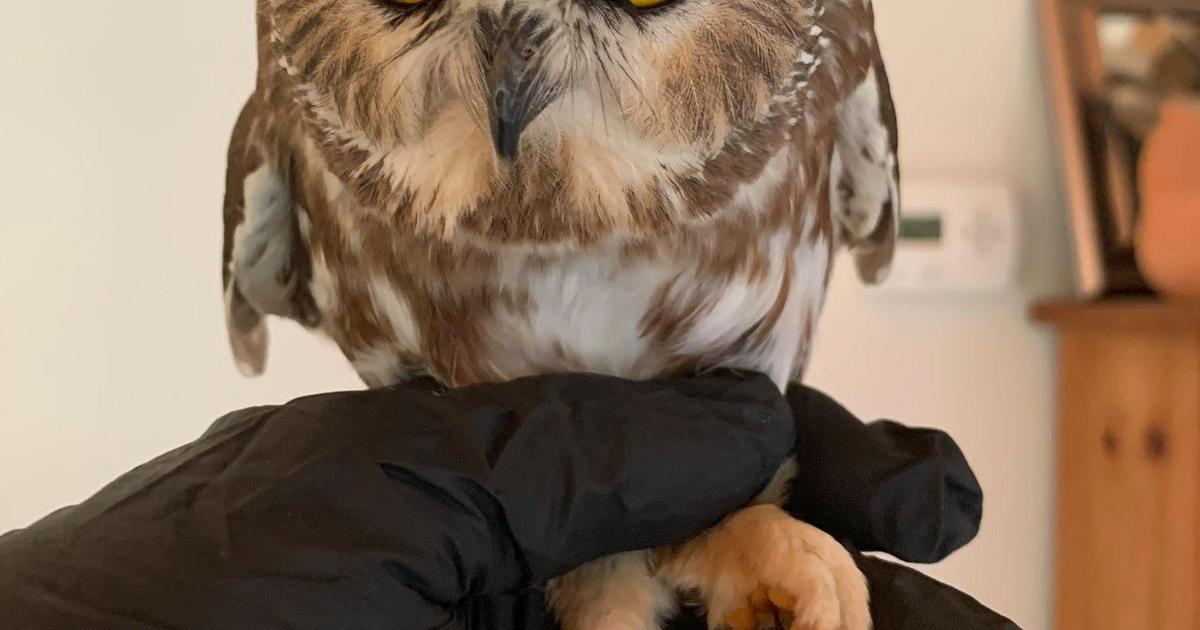 Owl found in Rockefeller Christmas tree will soon be released