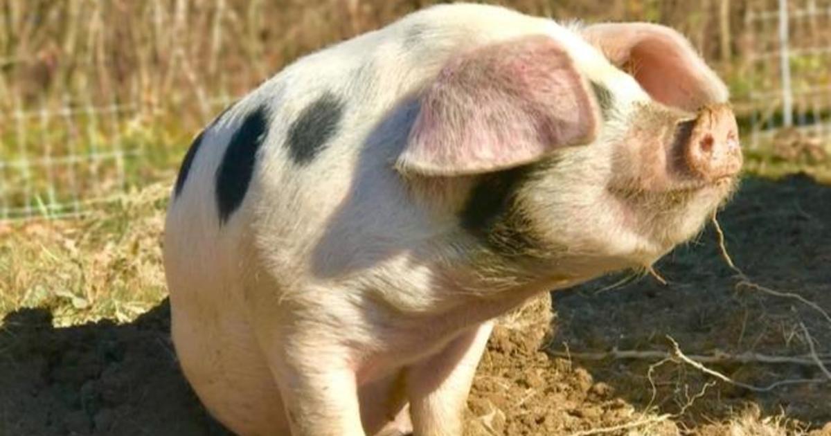 Woman watching barn livestream saves pig from fire