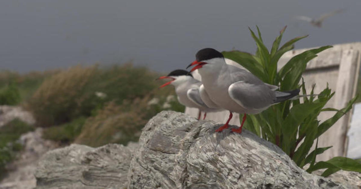 Sharing quarantine with endangered seabirds