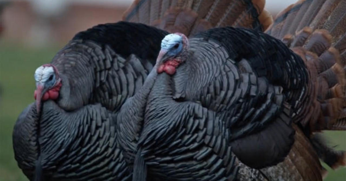 Nature: Wild turkeys in Ohio