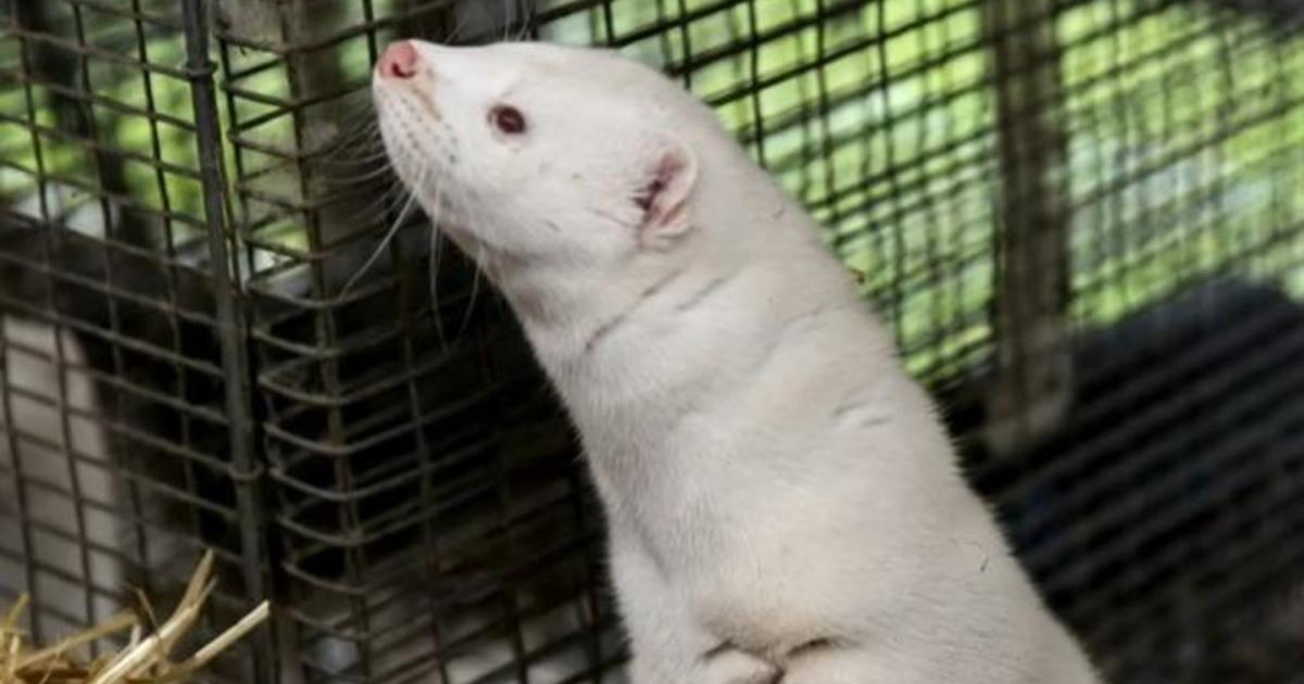 Danish government stops order to cull millions of mink over COVID-19 mutation