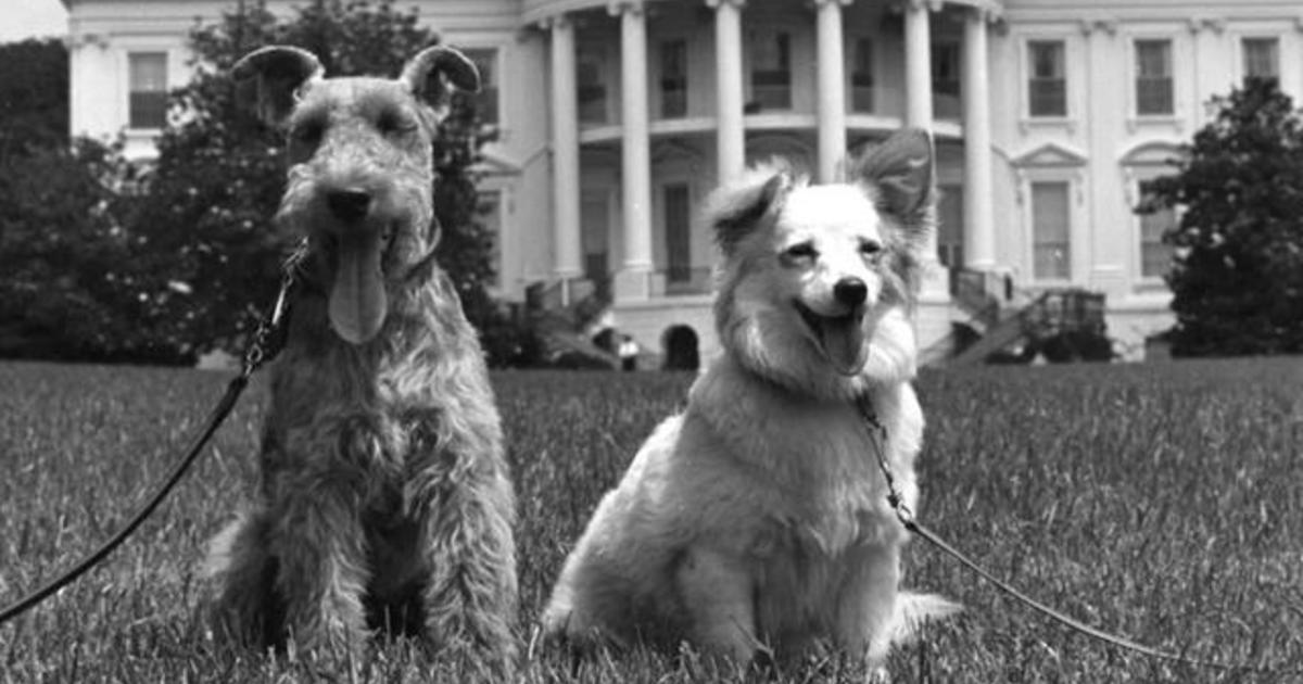 All the presidents’ pets: JFK’s canine détente