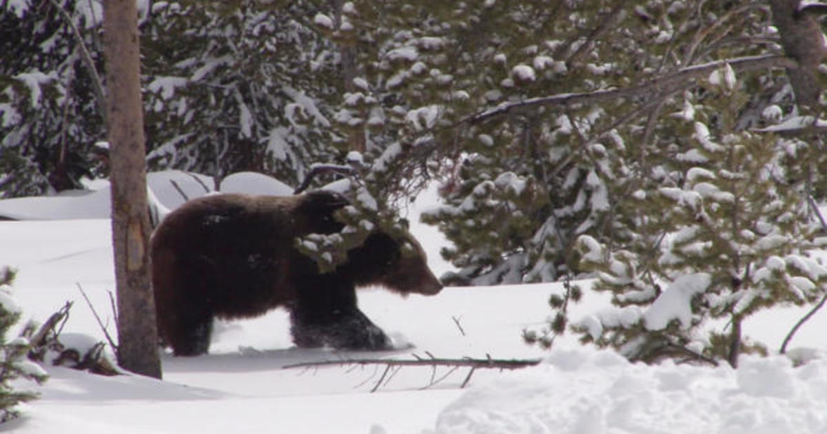 What can the hibernation of bears teach humans?