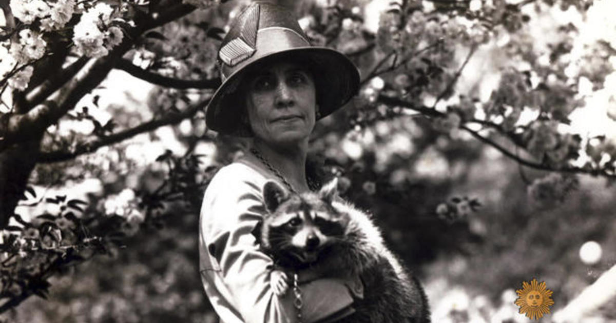 All the presidents’ pets: Calvin Coolidge’s White House raccoon