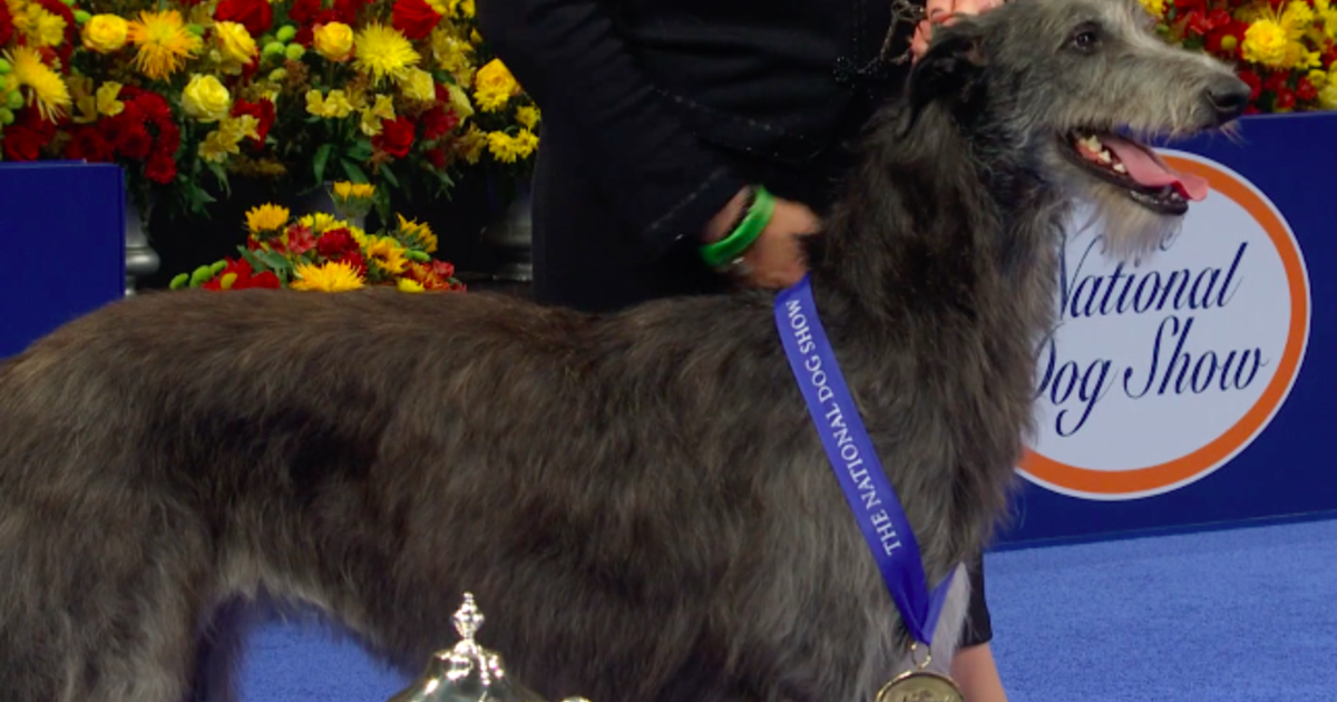 Scottish deerhound wins Best in Show at National Dog Show