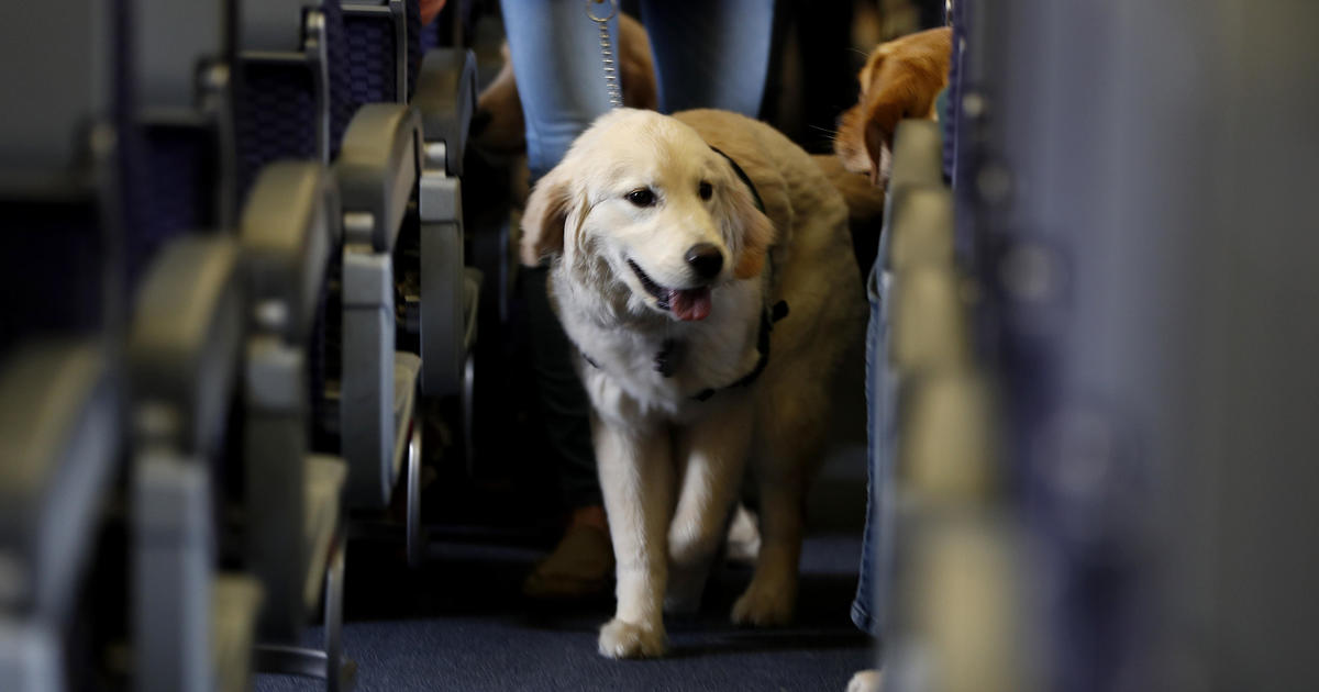 U.S. ruling excludes emotional support animals from planes