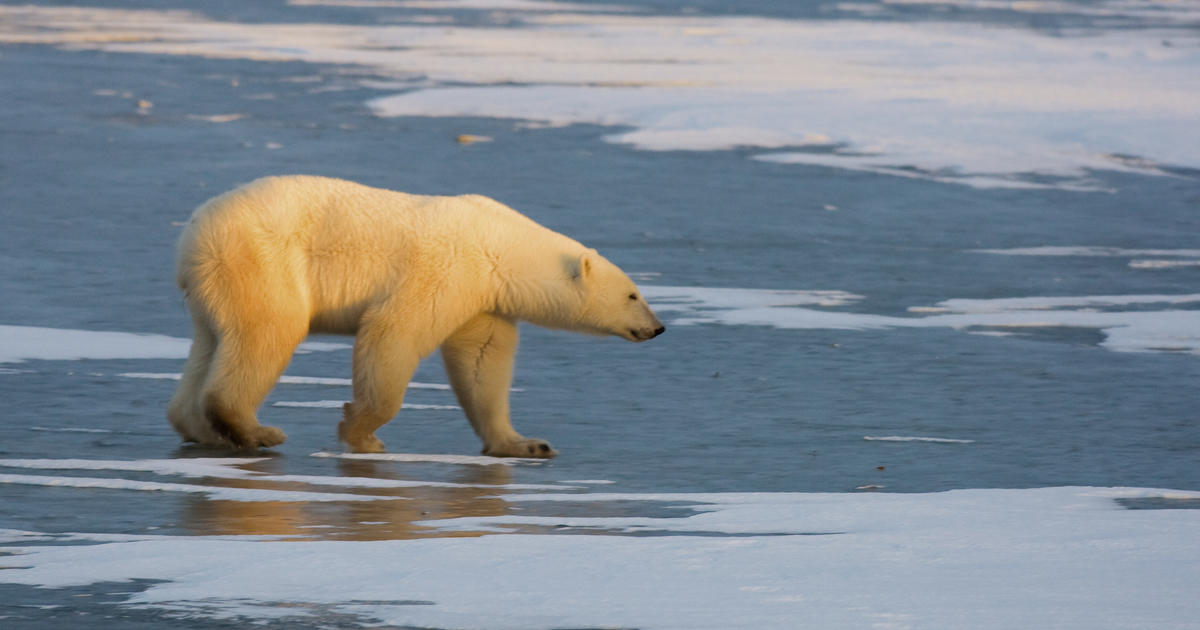 Photographer shares “soul-crushing” video of dying polar bear