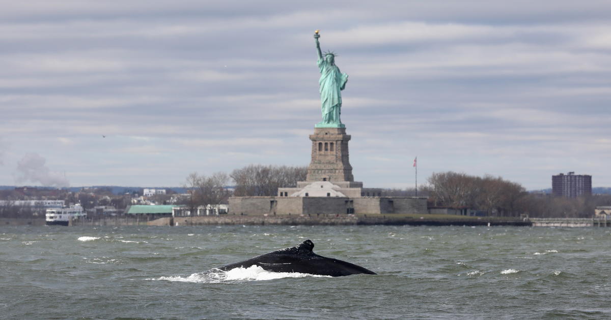 Stunning images show humpback whale near Statue of Liberty