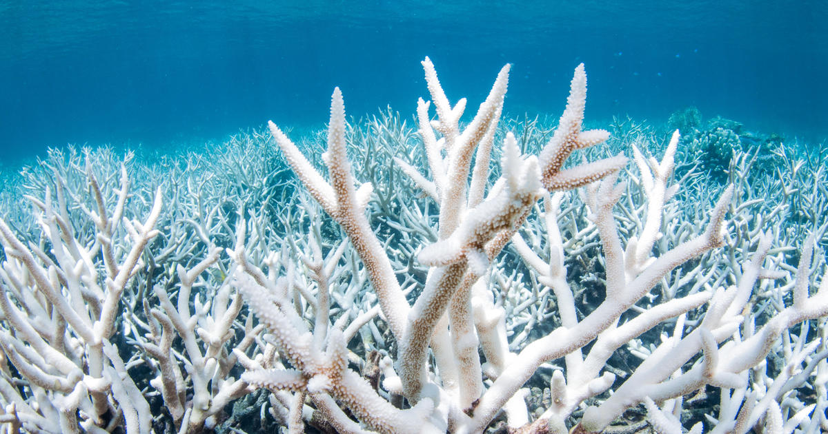 Australia’s Great Barrier Reef status lowered to “critical”