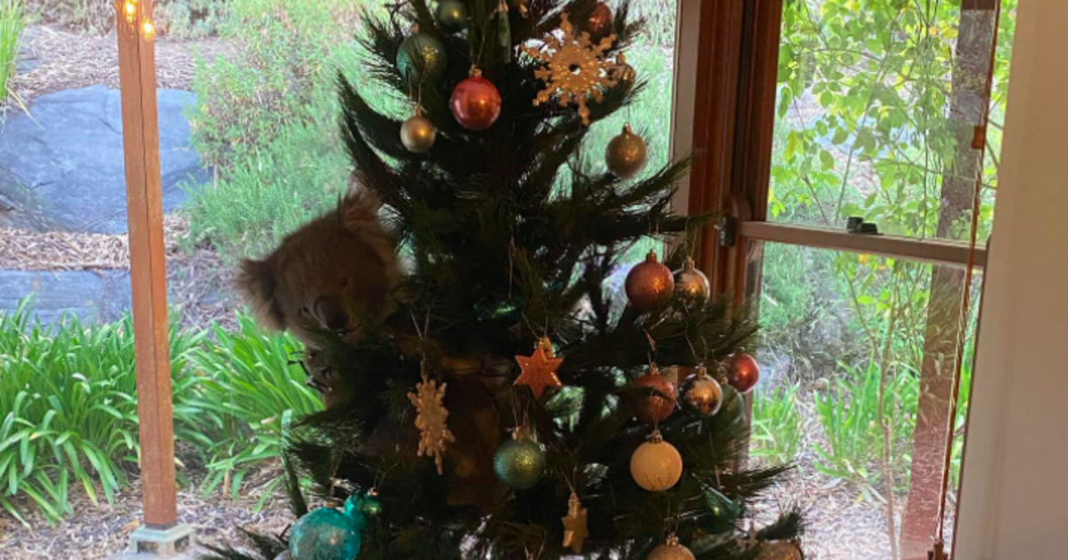 Koala wanders into family’s home, climbs Christmas tree