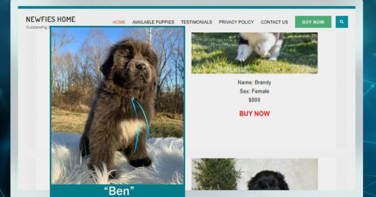 New report warns online pet scams have skyrocketed during pandemic