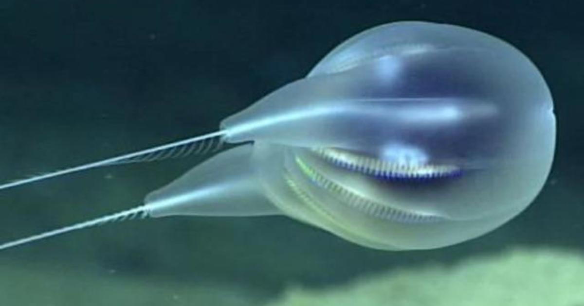 NOAA scientists discover new species of gelatinous marine animal