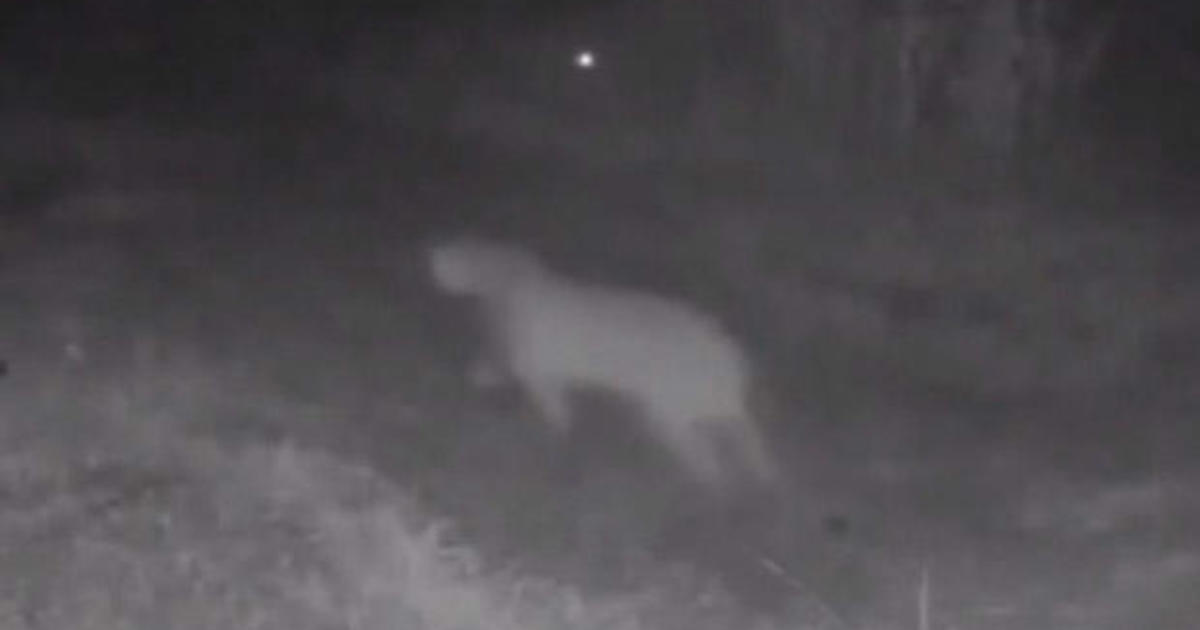 Video shows 1st documented mountain lion sighting in Dallas County