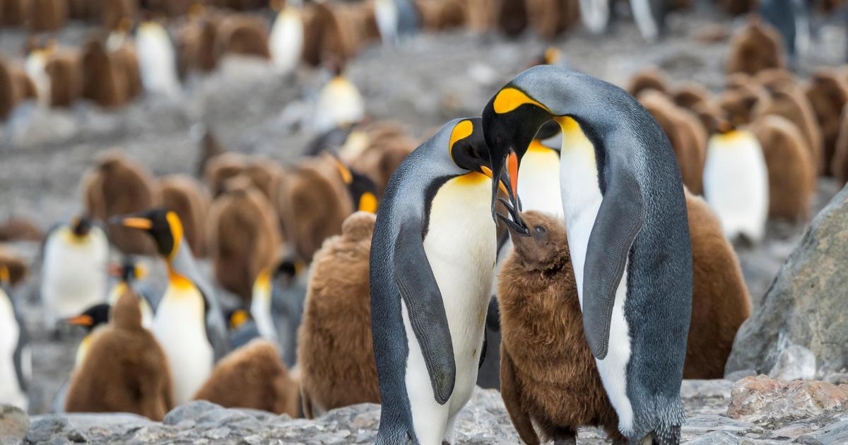 World’s largest iceberg on collision course with penguin colony island