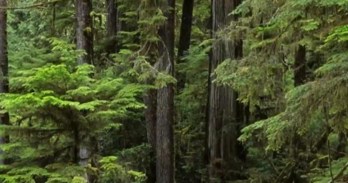 How trees communicate with one another using a complex subterranean system of fungi and roots