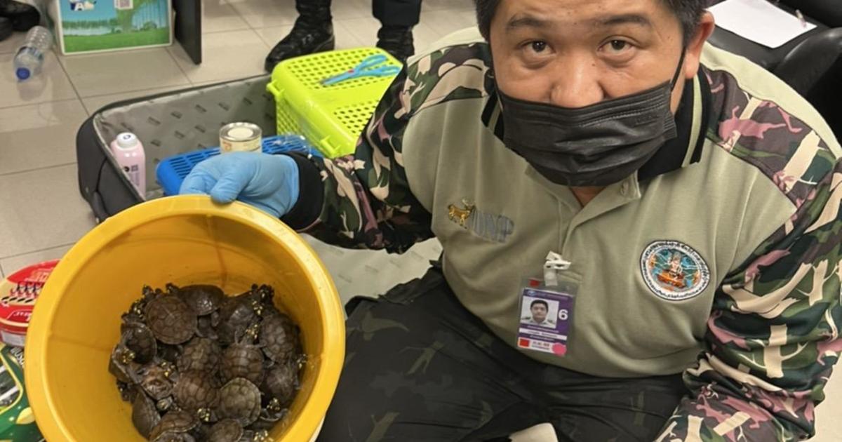 109 live animals found in women’s luggage at airport in Thailand