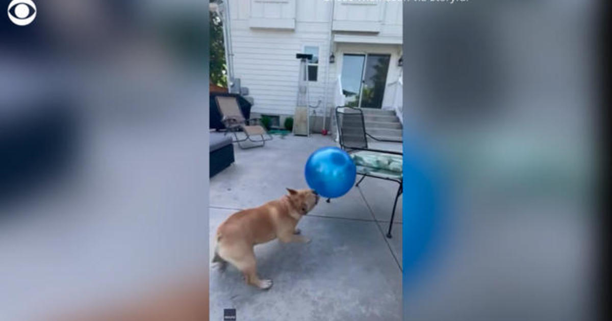 Ecstatic bulldog bounces around new toy ball