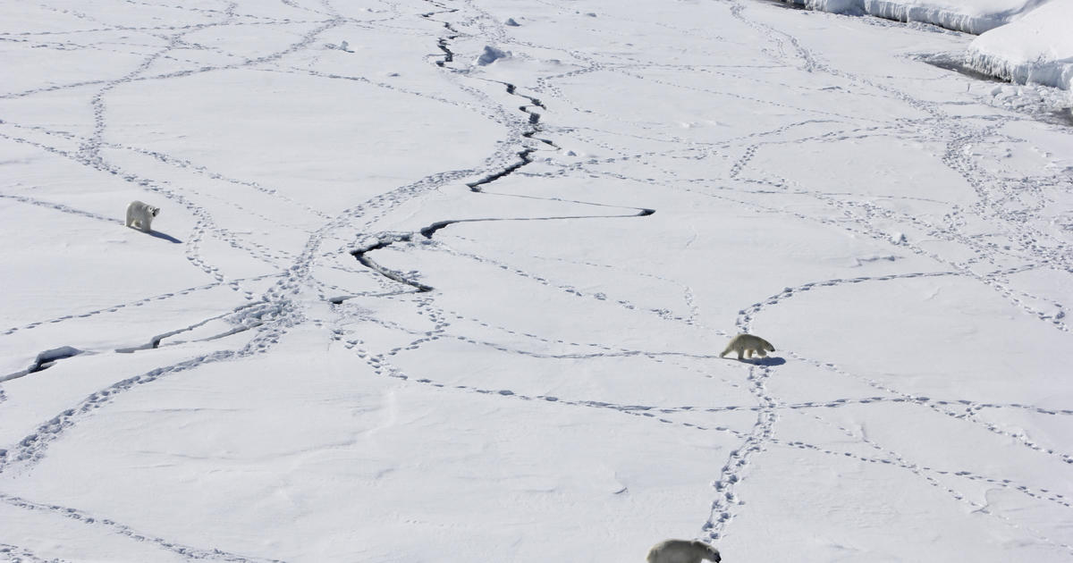 Fighting to survive, polar bears find icy oasis where they can “hang on”