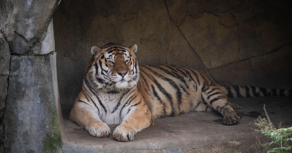 14-year-old tiger dies after contracting COVID at Ohio zoo