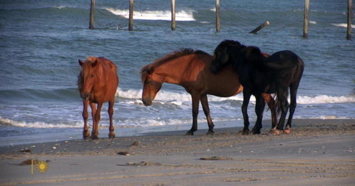 Nature: Horses on the Outer Banks