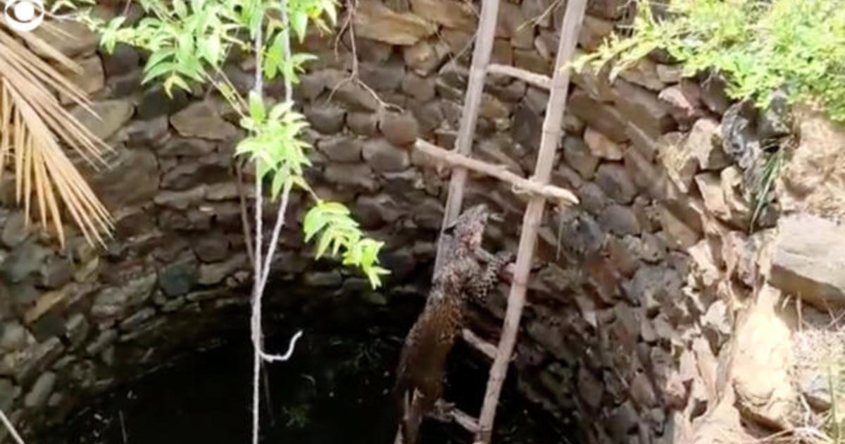 Leopard rescued from well