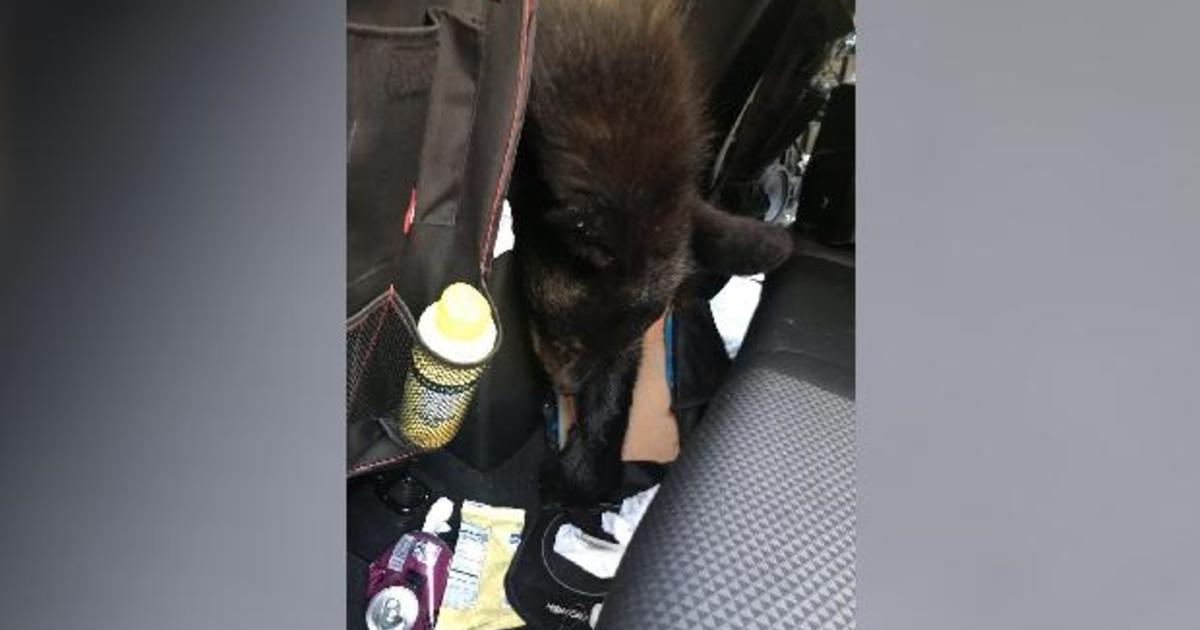 Black bear dies after getting trapped in hot car in Tennessee