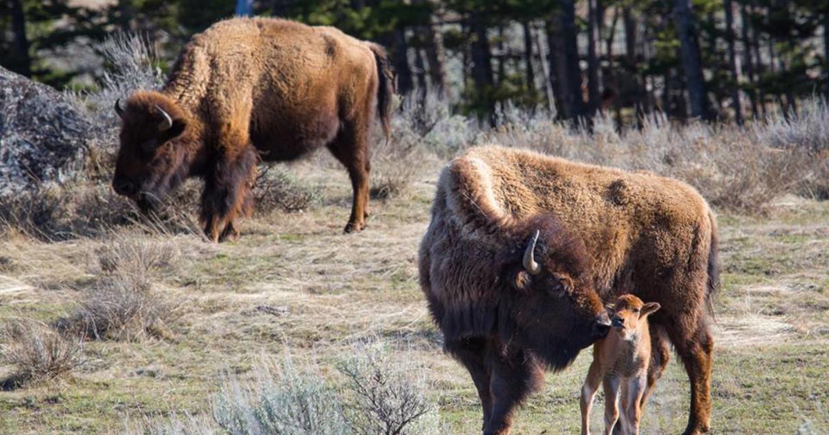 Bison gores 71-year-old woman in Yellowstone’s second attack this week