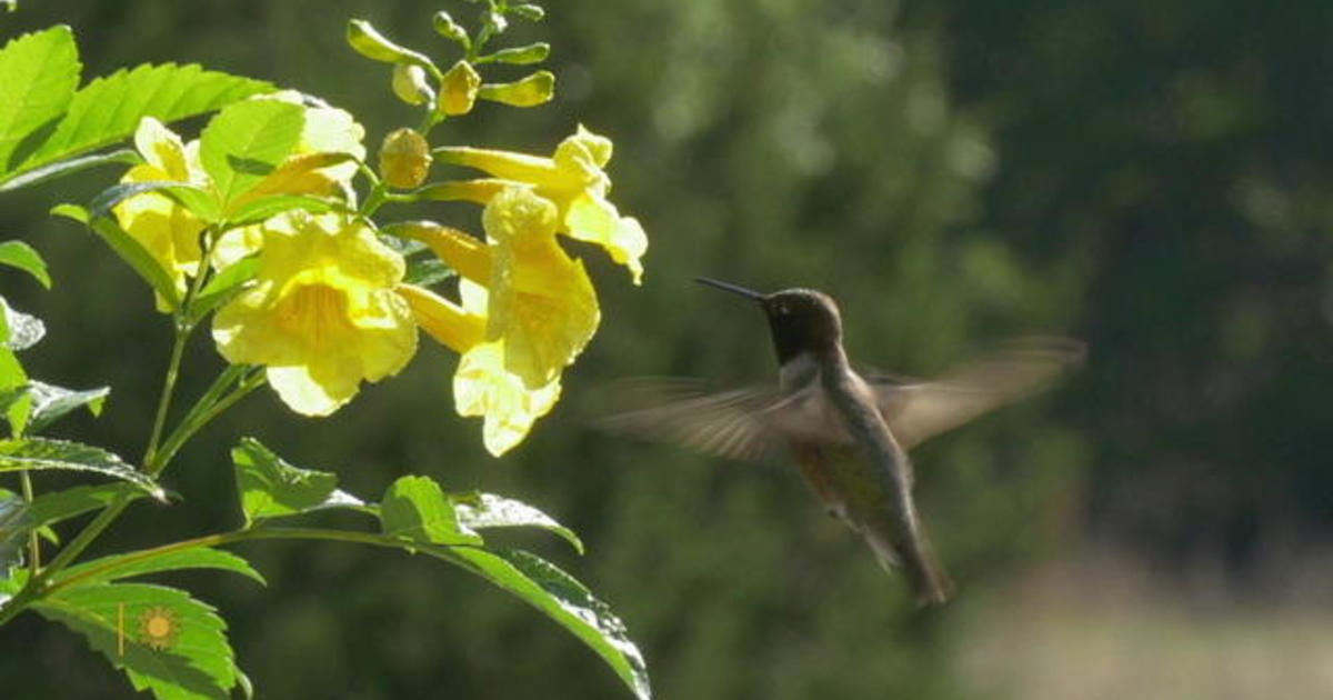 Nature: Texas birdlife