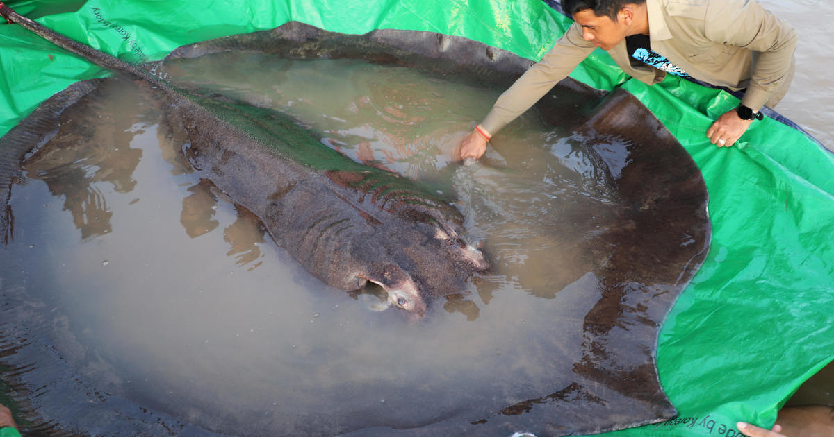 Man reels in 660-pound stingray, world’s largest recorded freshwater fish