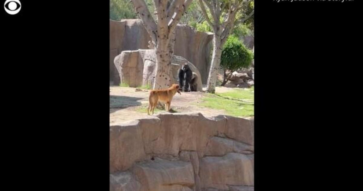 Dog ends up in gorilla enclosure at zoo